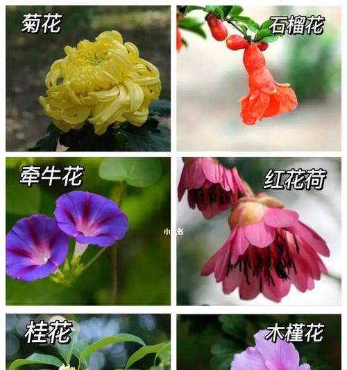 热情之花（用花语传递热情的力量）