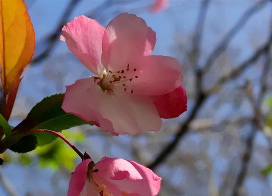 花语传情（远离故土）