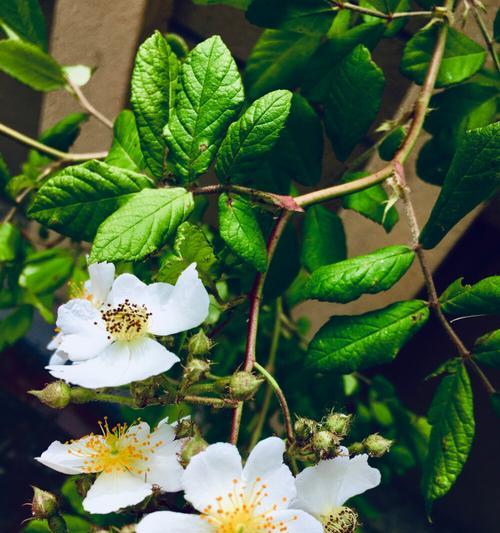 花开在心间，想念的花（用花语表达深深的思念）