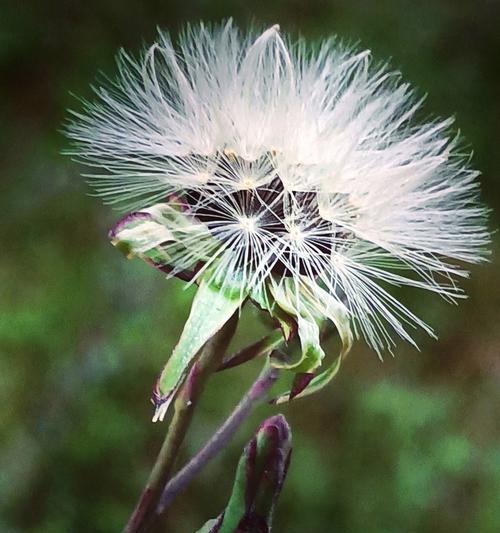 新生的花——绽放希望的芬芳（以花语诠释新生之美）