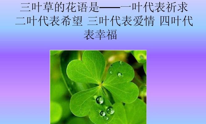 幸福之花—花语传递的快乐（以花语表达幸福的力量）