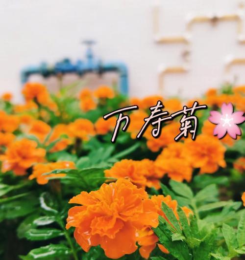 自信之花（花开自信）