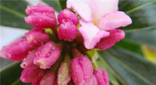 缤纷瑞香花语（用颜色诠释心情的瑞香花语）