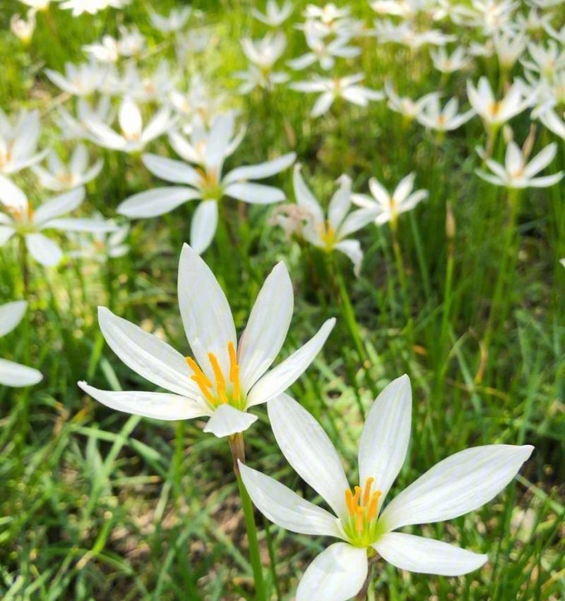 葱花的花语与寓意（探寻葱花花语的深层含义）