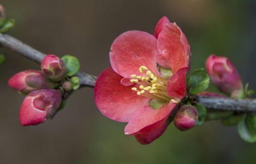 孤独之花（探索自然中寂寞的化身）