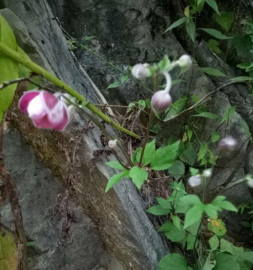 坚强的植物（探索植物界中表现出坚强品质的代表性物种）