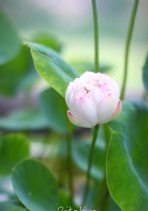 美好生活的代表——植物世界（探寻自然之美）