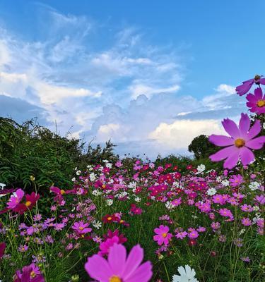 格桑花（揭示藏地文化中格桑花的象征意义与传承关系）