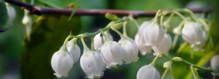 铃兰花语与寓意（揭秘铃兰的神秘寓意）