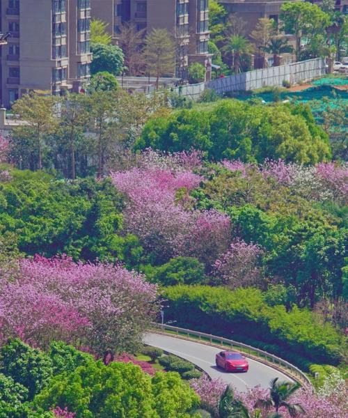 柳州市花——洋紫荆的象征与寓意（柳州市花洋紫荆的文化内涵和社会意义）