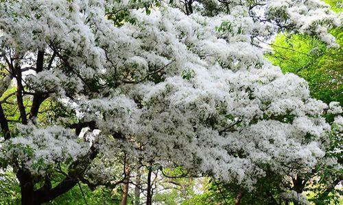 六月雪（花语寓意解析及鲜花饰品的应用）