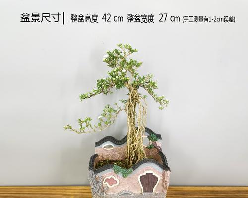 六月雪（花语寓意解析及鲜花饰品的应用）