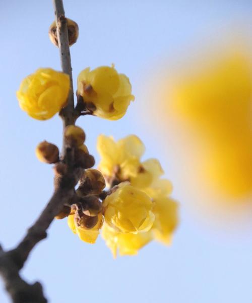 以梅花代表生肖的传说与象征（揭秘梅花在十二生肖中的意义）