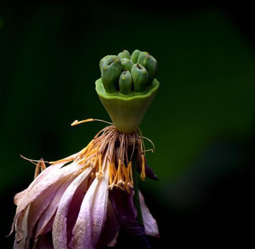 以菩提开花──修行的意义与境界（如何在人生中实现菩提的花开）