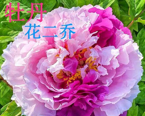 诚信花开润物无声（花开之美）