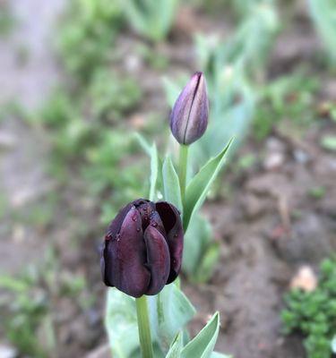 孤独之花（以花为媒）