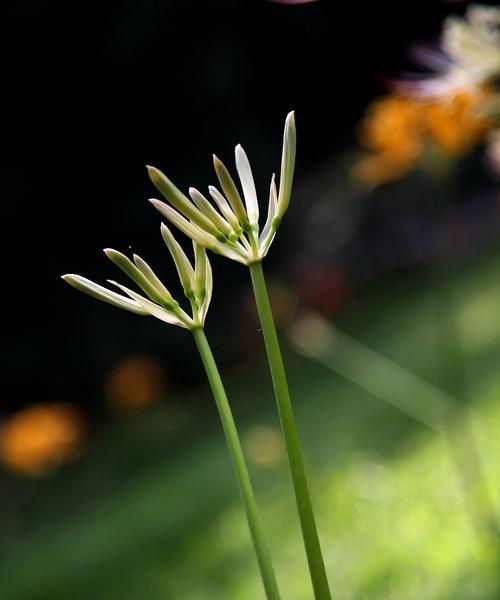 孤独之花（以花为媒）