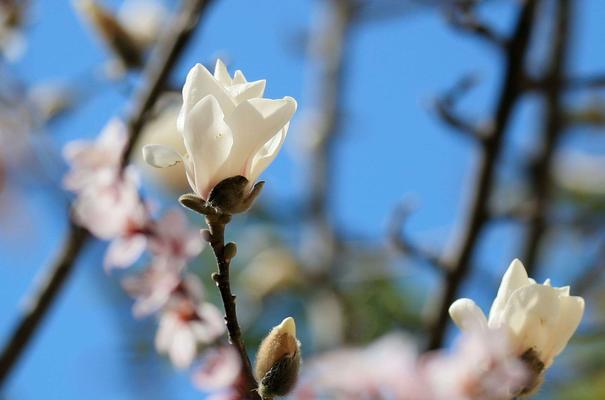 和平之花——以白兰花为象征的和平（白兰花的深层含义与和平的象征意义）