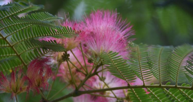 花之温柔（以美丽的花朵诠释温柔）