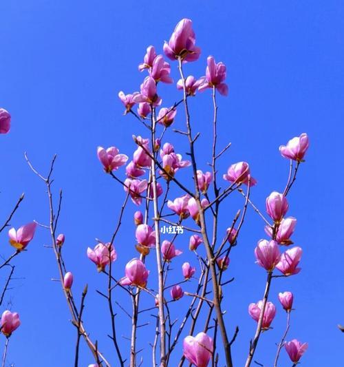 花之温柔（以美丽的花朵诠释温柔）