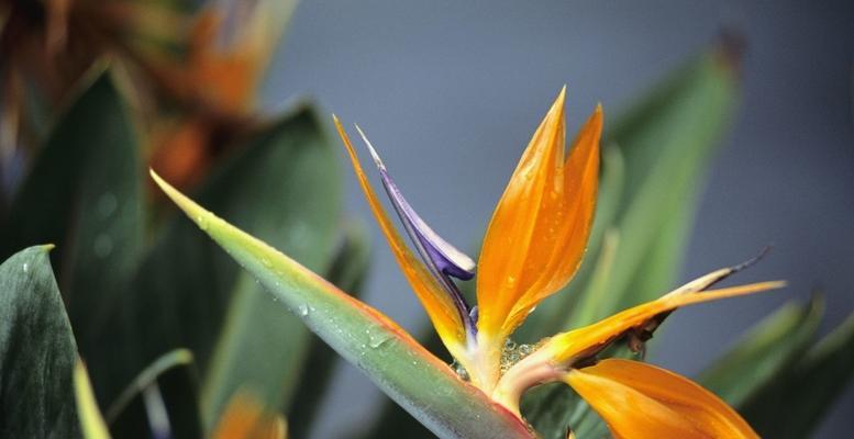 保护自我安全的花语（以菊花为象征的安全花语）