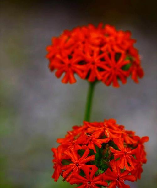 害羞花的花语（以什么花的花语传达了害羞的情感）