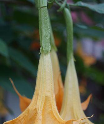 好运之花（以菊花为代表的幸运花语）