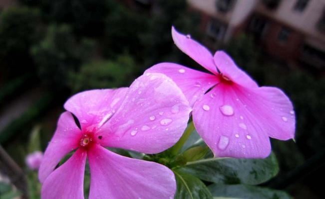 回忆之花——梅花（唤醒记忆的花语）