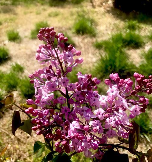 青春花开（以牡丹花的花语讴歌青春的力量）