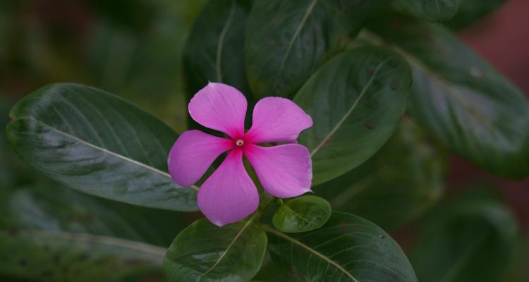 青春花开（以牡丹花的花语讴歌青春的力量）