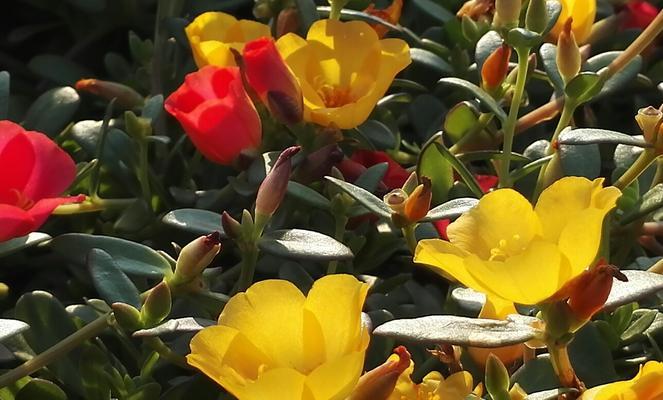 阳光花语——璀璨夺目的花朵（探索以太阳为主题的花朵的魅力）