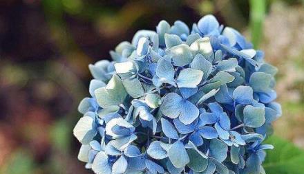 勇往直前的花朵（以百里挑一的牵牛花为主题）