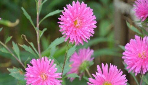 以菊花为主题的友谊花语（传递友谊情谊的菊花花语）