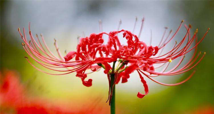 智慧之花（用百合花传递智慧之美）