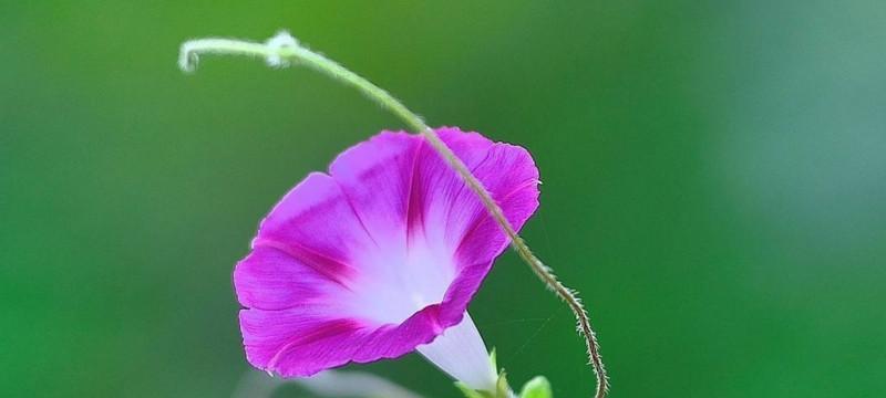 智慧之花（用百合花传递智慧之美）