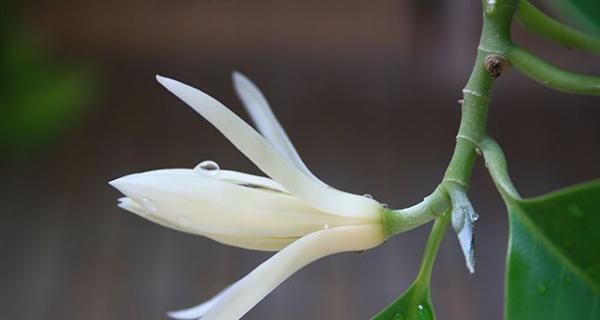 双生莲的花语和寓意（双生莲花的美丽与传承）