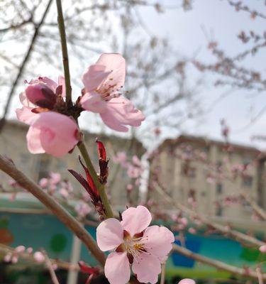 水蜜桃的象征意义（水蜜桃代表着什么）