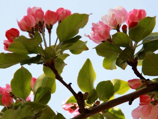 以西府海棠的花语和寓意（探索以西府海棠花朵所传达的深刻寓意）