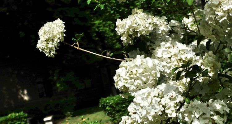 扬州市花琼花的象征与寓意（揭开琼花的神秘面纱）