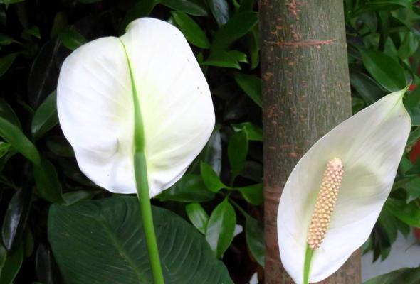 花开一帆风顺（揭示花语与寓意）