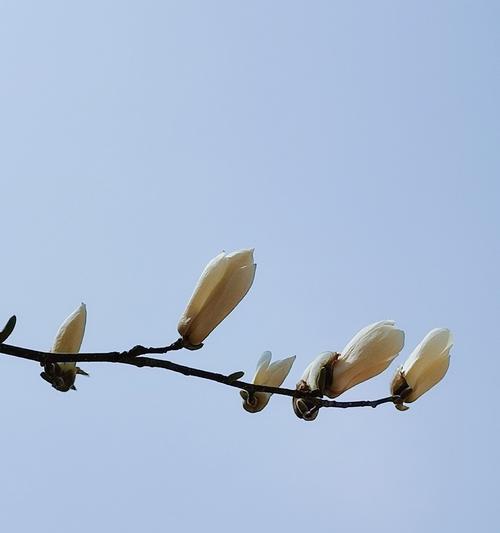 玉兰花的花语与寓意（探索玉兰花的深刻象征意义）