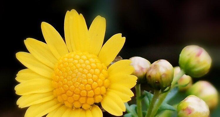 野菊花花语的深刻寓意（探索野菊花的含义与象征）