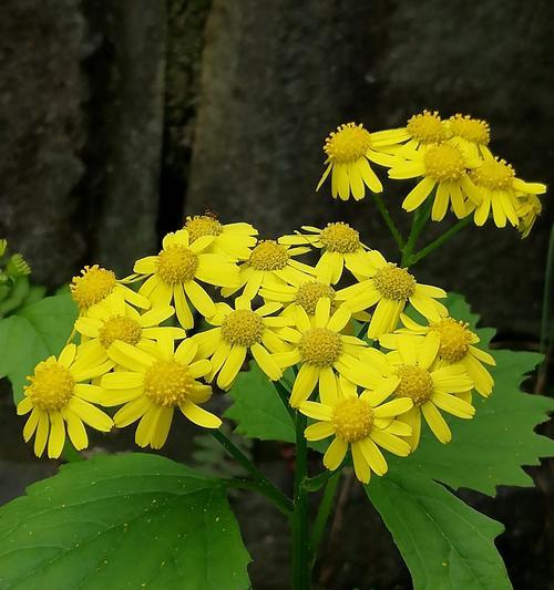 野菊花花语的深刻寓意（探索野菊花的含义与象征）