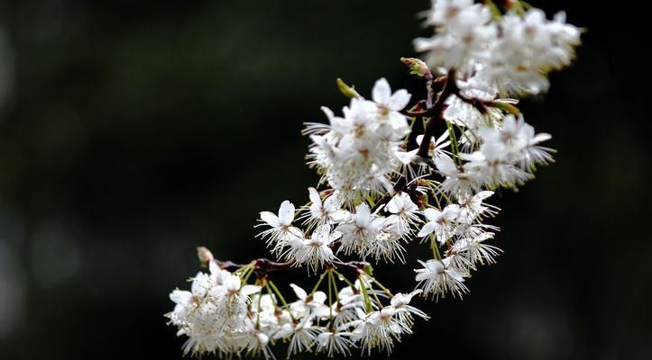 樱桃花花语与相关信息（樱桃花的含义与传说）