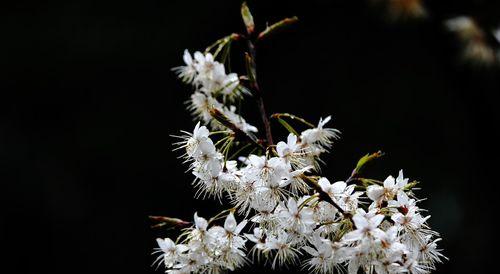 樱桃花花语与相关信息（樱桃花的含义与传说）