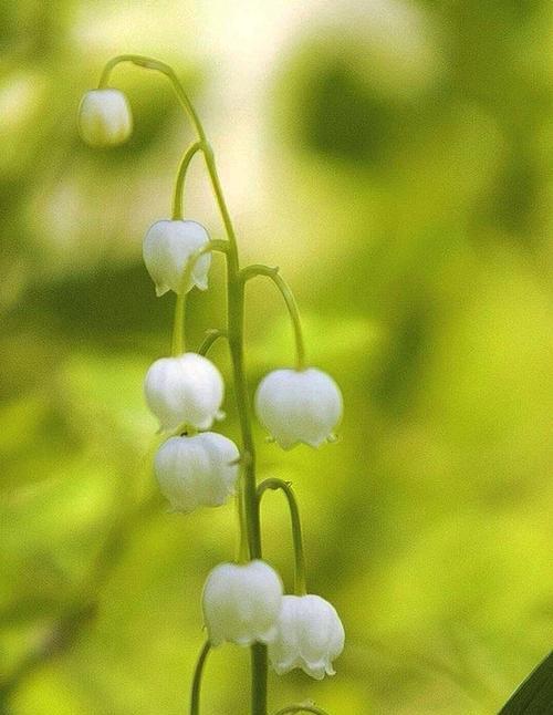 幽谷铃兰花语（探寻幽谷铃兰的花语）