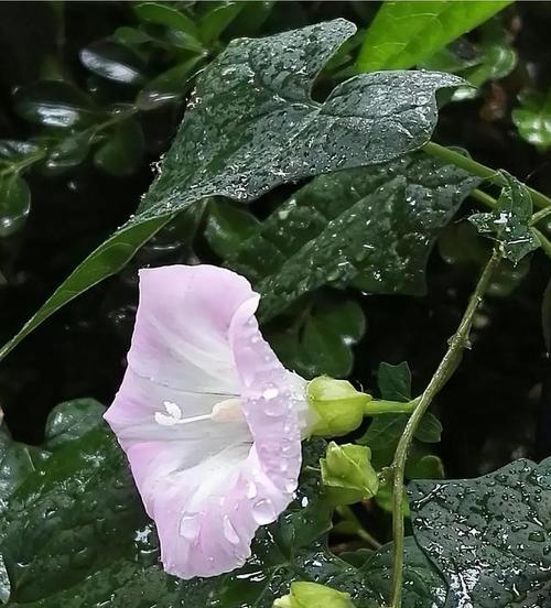 圆叶牵牛花（呼唤幸福的花朵之语）