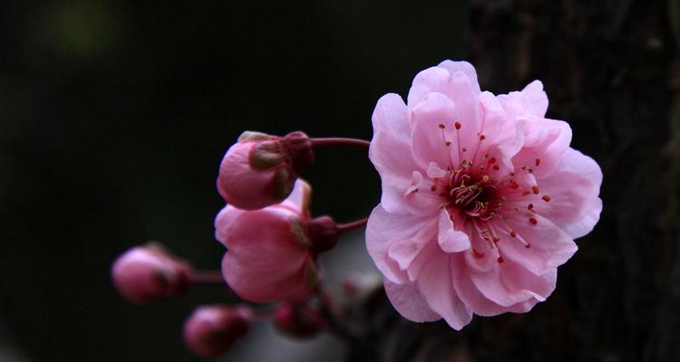 竹子与梅花（古韵与美学的交融——揭开竹子和梅花的寓意之谜）