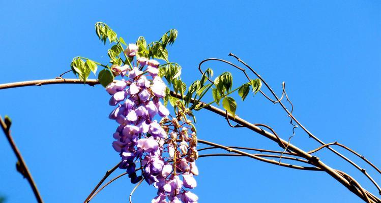 紫藤罗花的花语及其寓意（紫藤罗花的美丽与哲理）