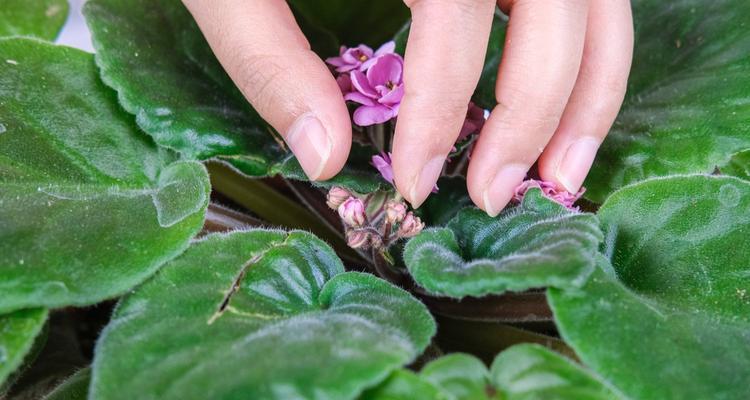 堇花的花语与特点（堇花的美丽与意义）